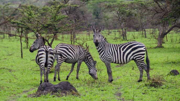 Zebraherden im Lake Mburo Nationalpark