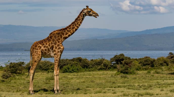 Explore Naivasha's best-kept secret