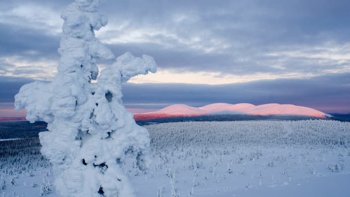 Taste the Recipes of the Lappish People