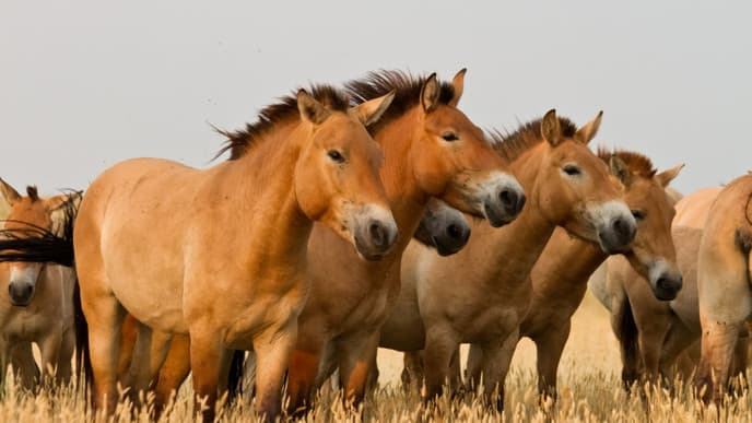 Nomadic culture & wild horses