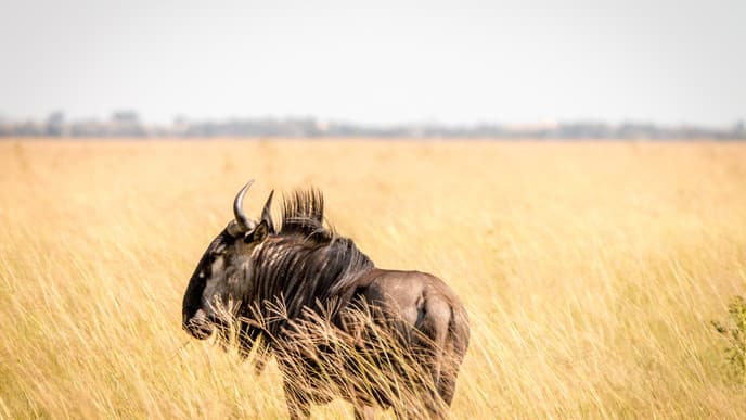 Day Trip to Chobe National Park in Botswana