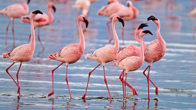 See the Pink Flamingos of Nakura National Park