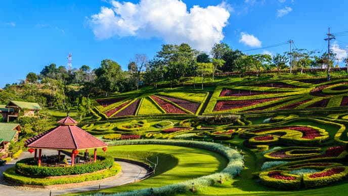 Tee und Kultur in Doi Mae Salong