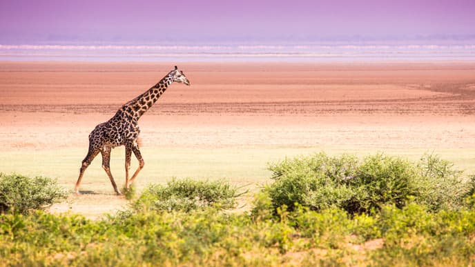 "Out of Africa" Feeling am knisternden Lagerfeuer