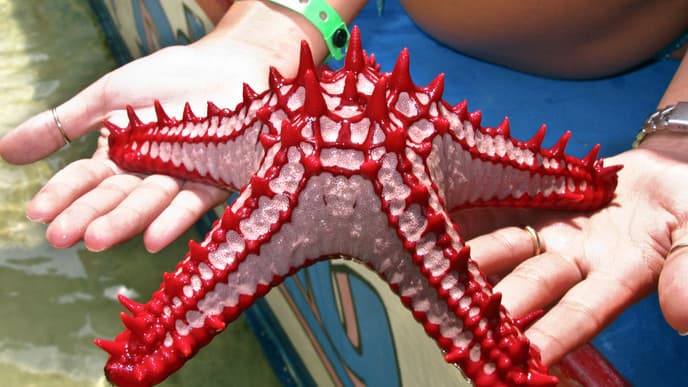 Catch a Flight to Mombasa