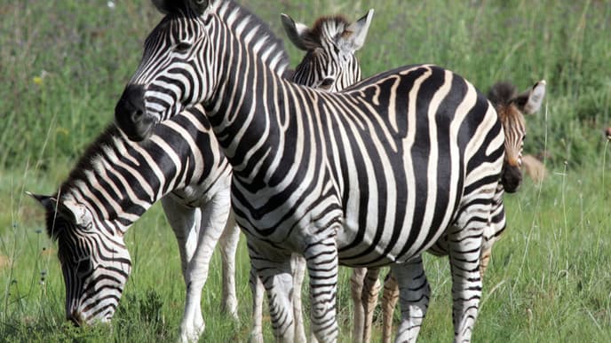 Entspannung in der Wildnis