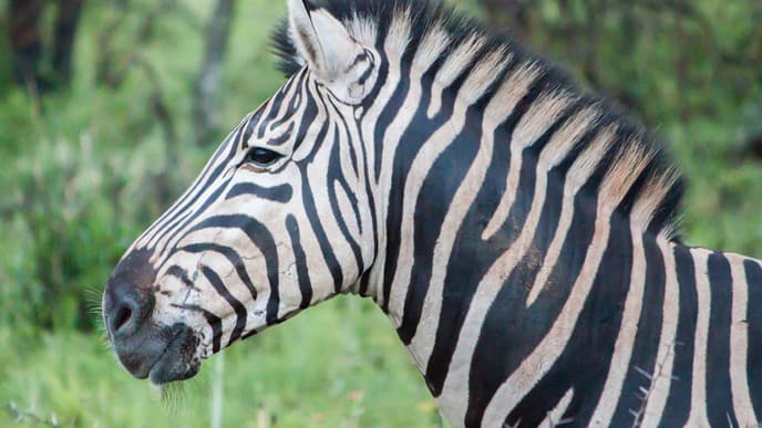 Safari-Lodge im Privatreservat