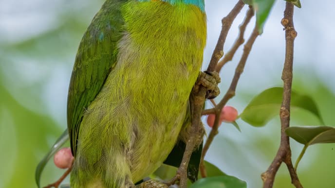Abenteuer in Taman Negara