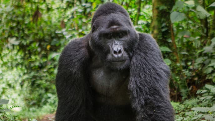 Look For The Imposing Mountain Gorillas
