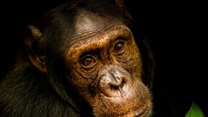 Spannende Schimpansen-Trekkingtour