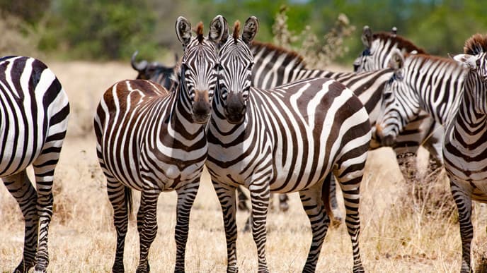 Explore The Hidden Gem of Tanzania