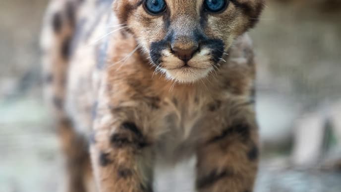 Wildtiere in der Auffangstation Las Pumas