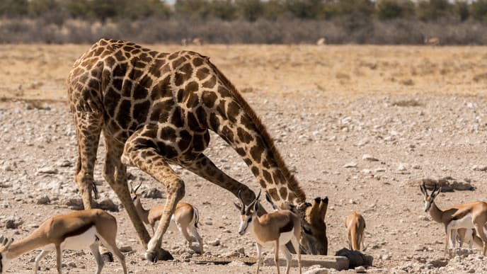 Unvergessliche Pirschfahrt im Etosha Nationapark
