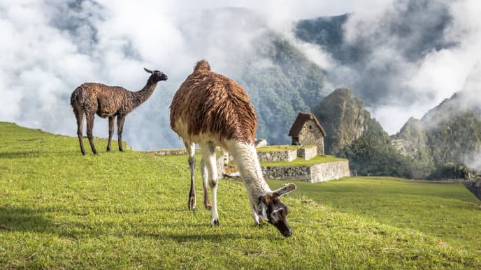 Explore the sanctuary of  Machu Picchu