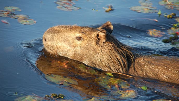 Cruise along serene wetland waters