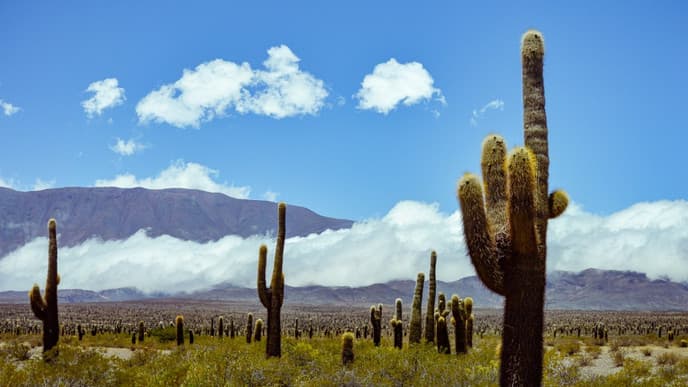 A city tour of Salta