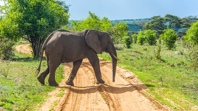 Ein Tag im Tarangire National Park