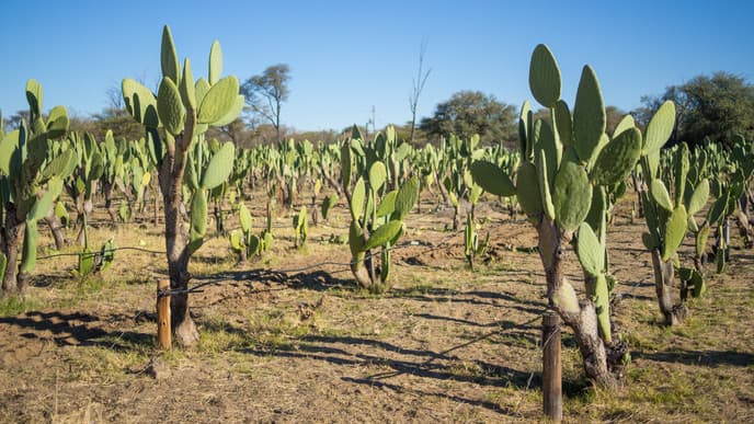 Über das Erongogebirge nach Omaruru