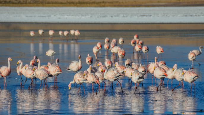 Farbige Lagunen und Flamigos auf fast 5000 m über Meer