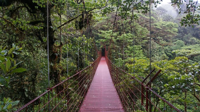 Immerse yourself in a stunning cloud forest