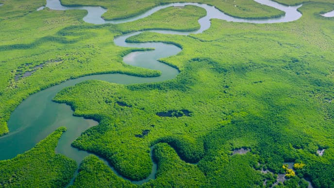 Im Herzen des Amazonas