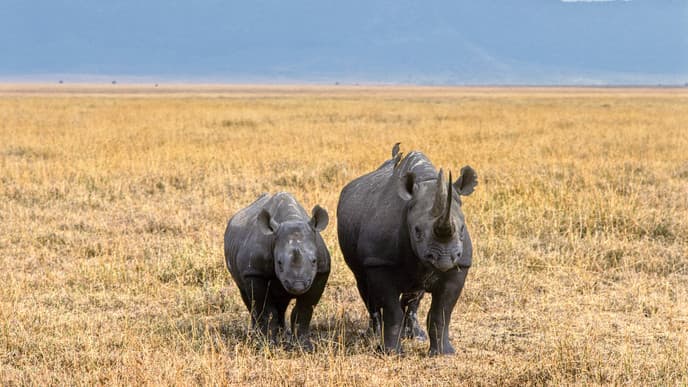 Into the Ngorongoro Crater
