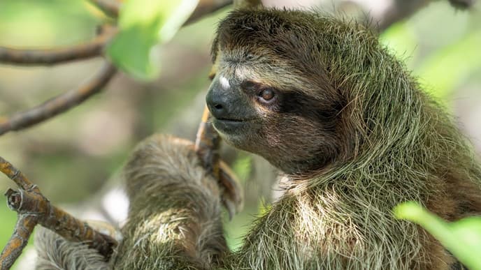 Search for sloths in Metropolitan Natural Park