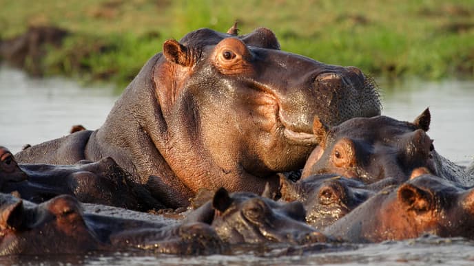Sumpfbootsfahrten unternehmen