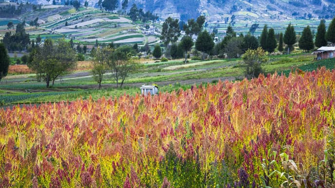 Take a scenic drive to Riobamba