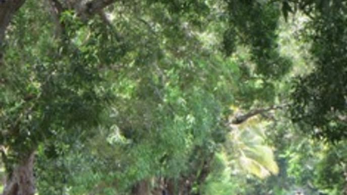 Willkommen im Tropenparadies!