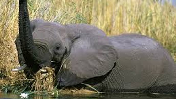 Vom Okavango zum Kwando