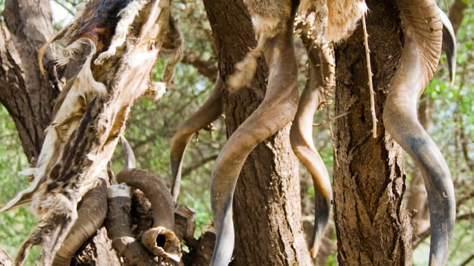 Meet Two Indigenous Tribes and Learn About Their Traditional Way of Life