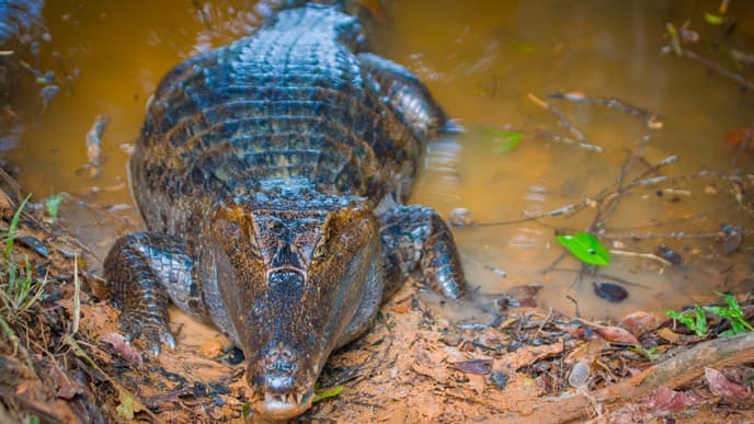 Visit the Cuyabeno Reserve and Search for Caimans