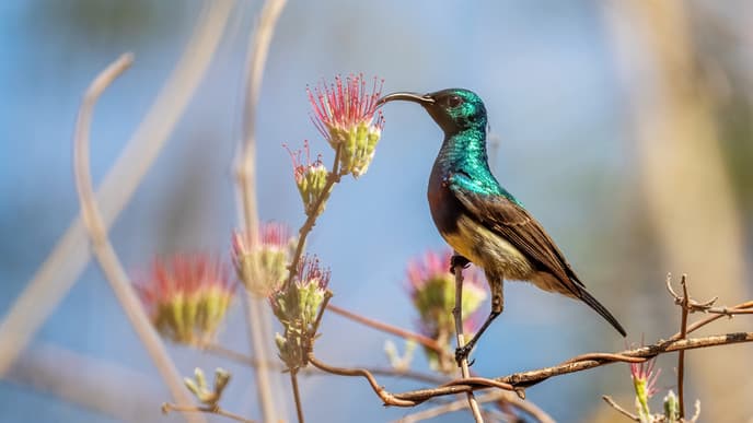 Abenteuer im Anjajavy-Reservat & Nachtsafari