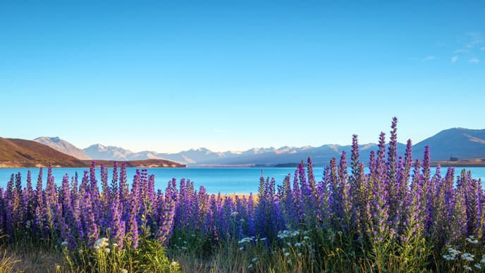 The beauty & stars of Tekapo