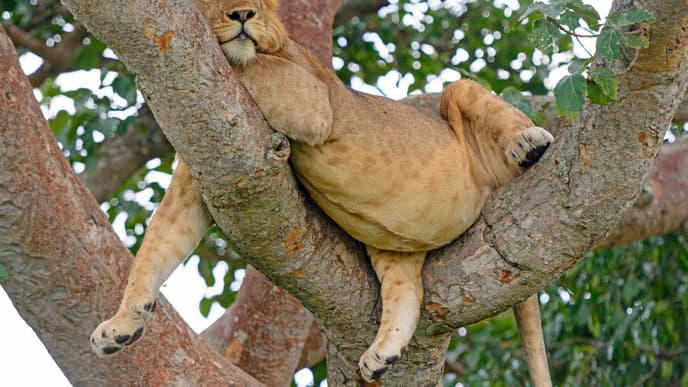 Look for Tree Climbing Lions in Ishasha