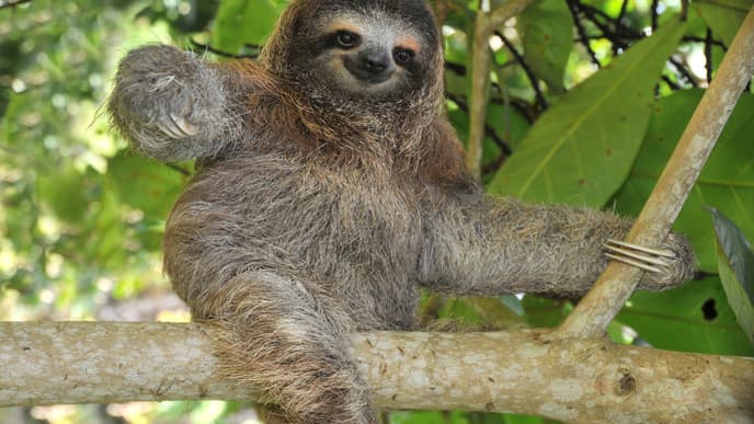 Pumas, Brüllaffen und Faultiere im Rincon de la Vieja National Park