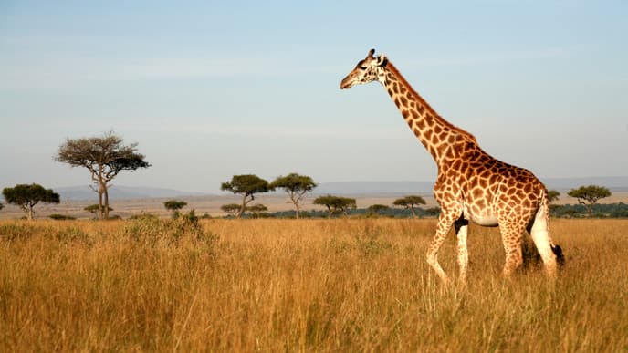 Enjoy a Game Drive in the Serengeti National Park