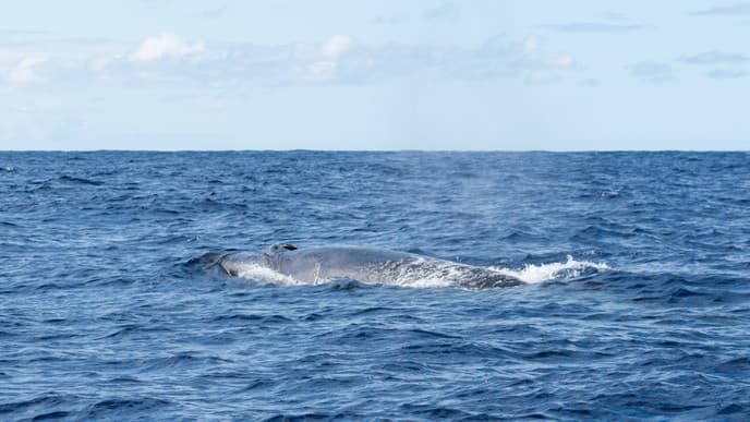 Traverse Faial Island