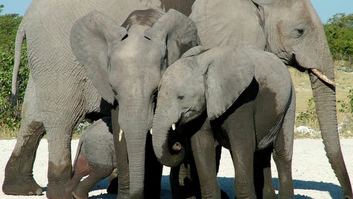 Aufregende Game Drives im Nationalpark