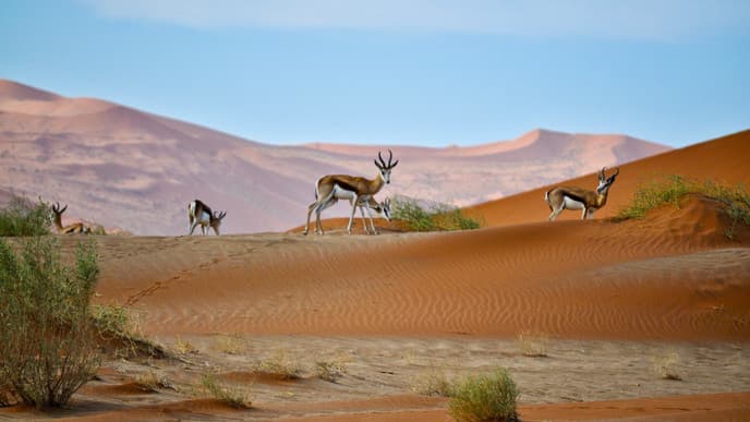 Stunning excursion in Sossusvlei
