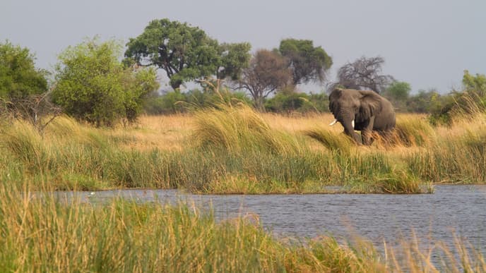Wildreiche Gegend am Fluss