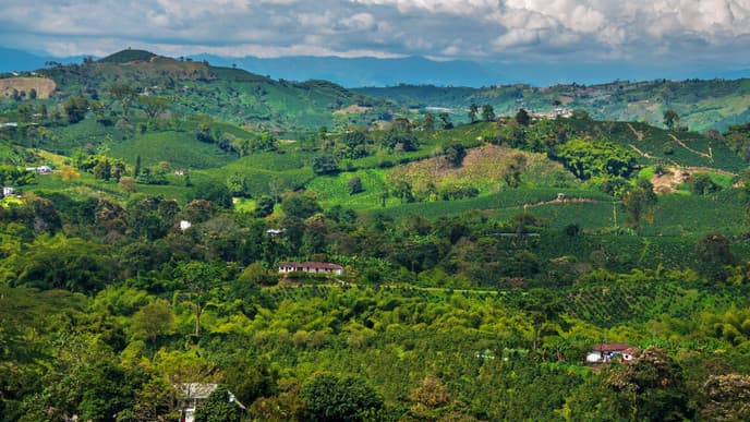 Learn About Coffee Growing