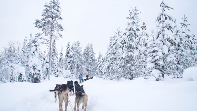 Reindeer, huskies and Santa Claus