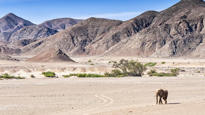 See the wildlife of the Hoanib Valley