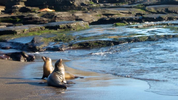 Marvel at sea lions up-close