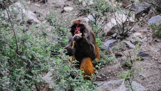 Search for Golden Monkeys in Mgahinga National Park