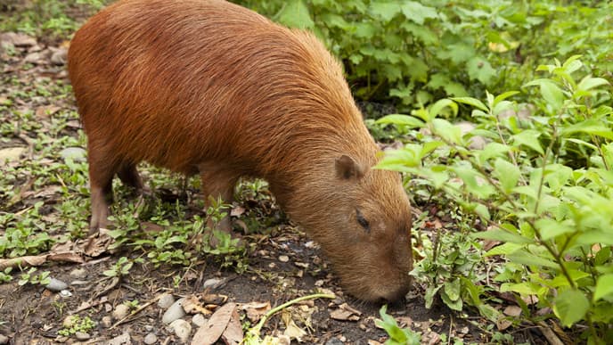 Ihre Amazonas-Expedition beginnt!