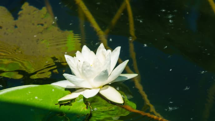 Take a Boat Ride on Scenic Lake Skadar