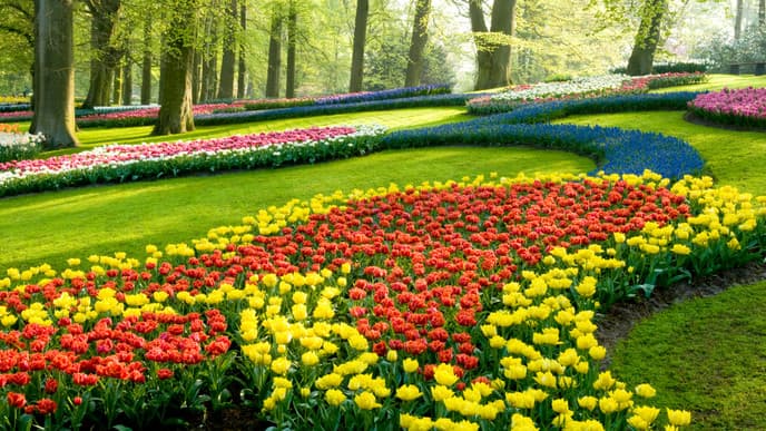 Keukenhof Flower Park or Haarlem Visit